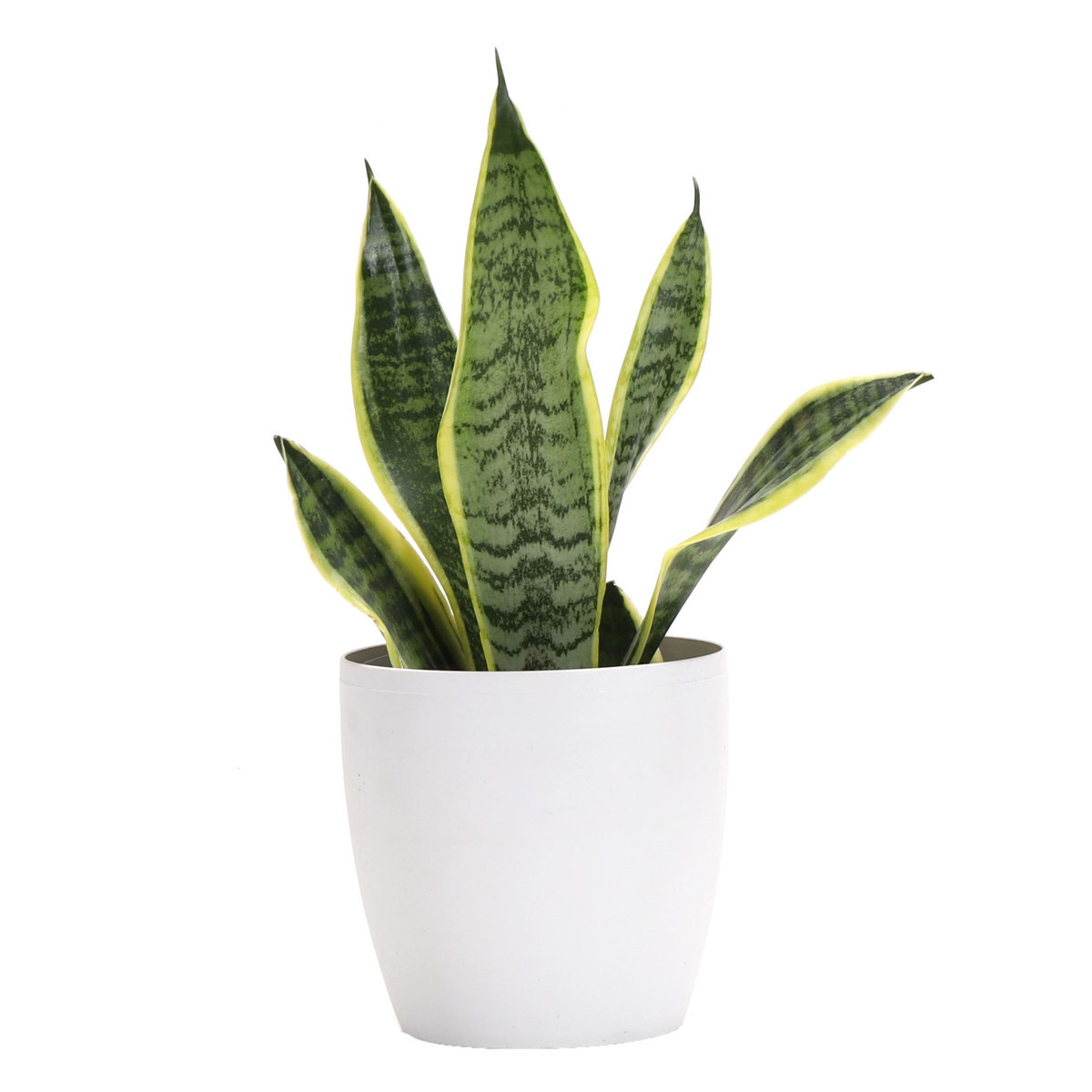 Thorsen's Greenhouse Laurentii Snake Plant - Thumbnail 2