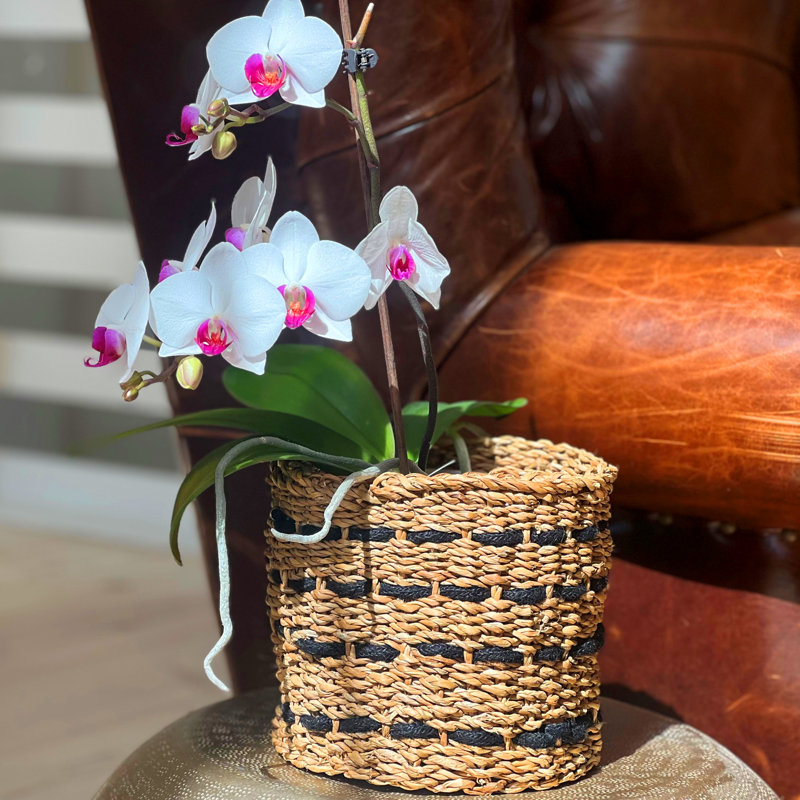 3 Piece Striped Plant Wicker Baskets