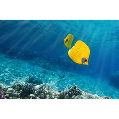 Underwater Picture Of Orangeface Butterflyfish On Blue Sea by Viridis - No Frame Art Prints on Canvas