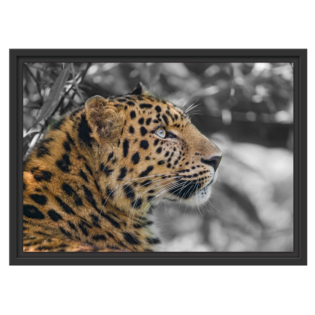 Gerahmtes Wandbild Leopard ruhtSchatten