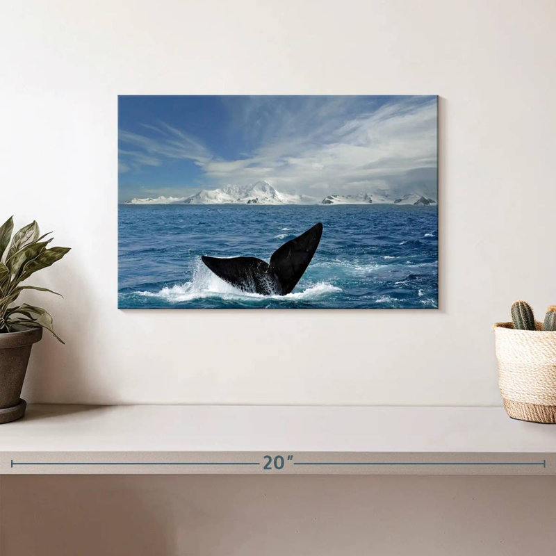 Queue de baleine de Nicci Antarctique, H 8 po x l 12 po