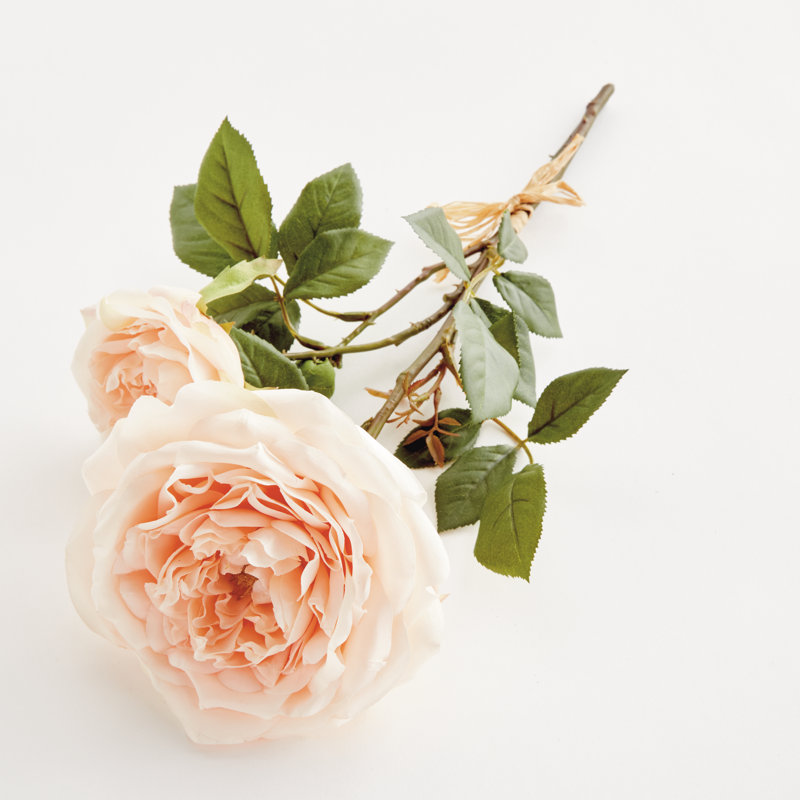 ENGLISH ROSE, Pink