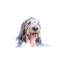 Bearded Collie II 1 Piece Wrapped Canvas Wall Art-1219875856-1246806867