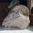 Fossil Ammonite in Matrix - Morocco