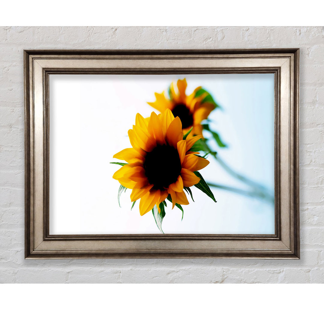 Gelbe Sonnenblume Duo - Druck