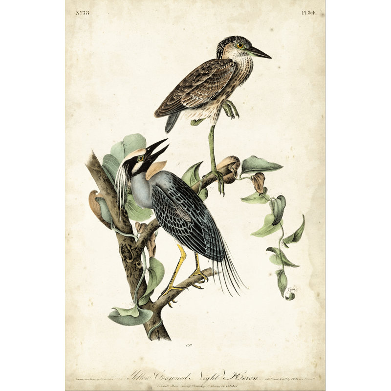 Night Heron by John Audubon -  Painting, 30 cm H x 20 cm W, Wrapped Canvas