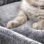 152cm H Cat Tree-515681124