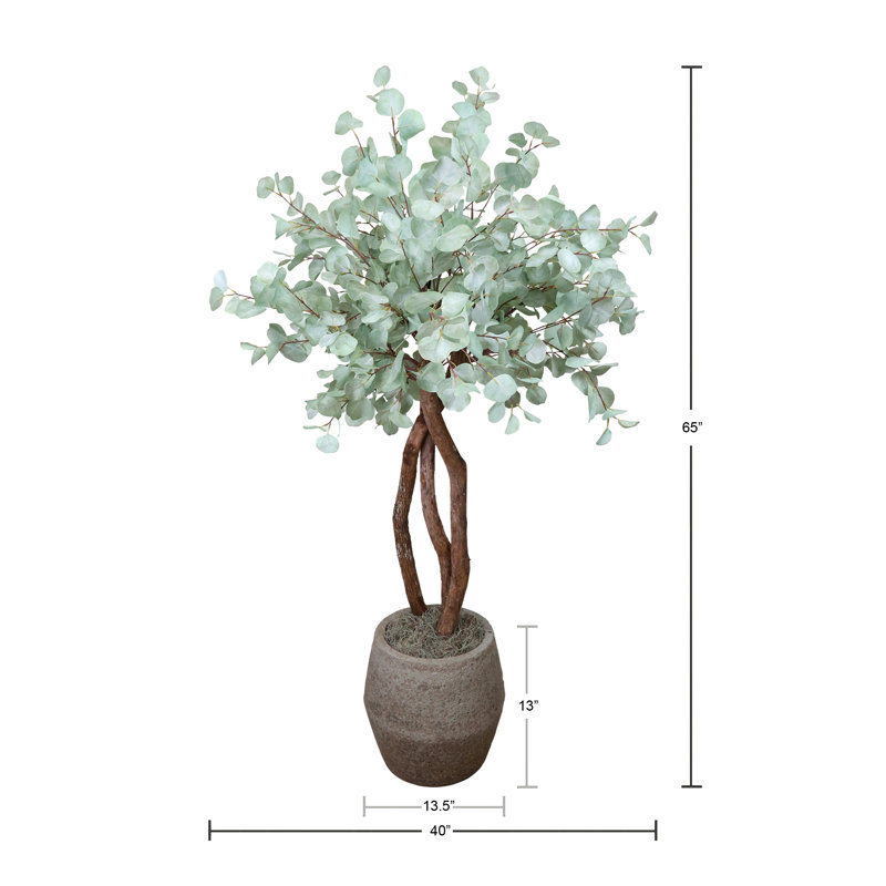 Silver Dollar Eucalyptus Tree in Stone Pot