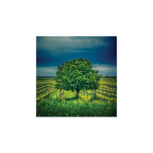 Ebern Designs Tree In Vineyard On Plastic/Acrylic by Igor Vitomirov | Wayfair Tree In Vineyard On Plastic/Acrylic by Igor Vitomirov