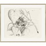 Malaberica Brittanica 1 Giclee Print by Soicher Marin Archives