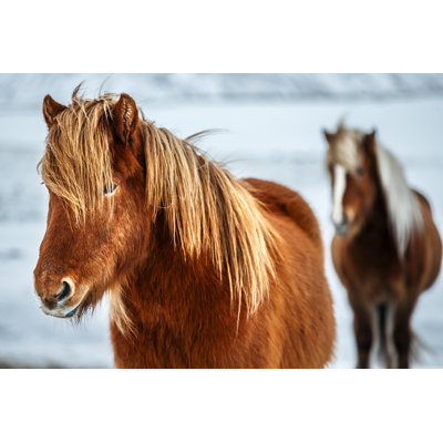 " Beautiful Icelandic Horses "