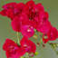 50cm Faux Flowering Plant in Pot