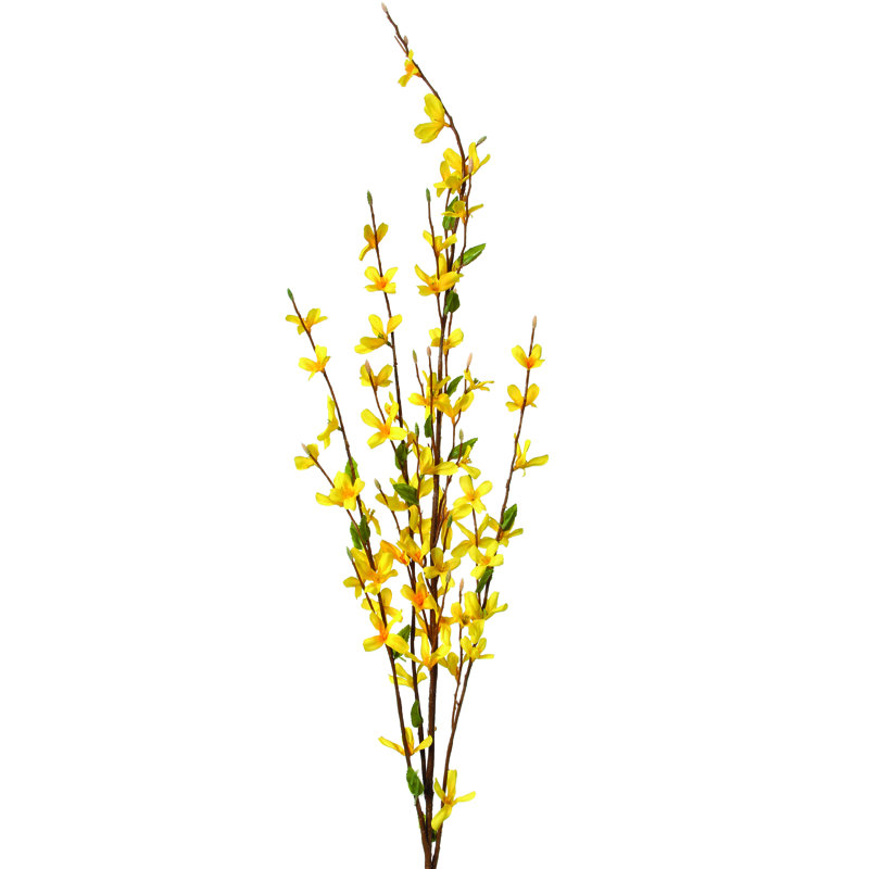 Forsythia 35 po x4