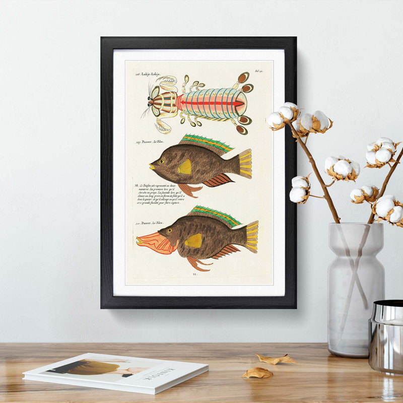 East Indies Fish Illustrations Fol. 42 by Louis Renard - Picture Frame Graphic Art Print, 48cm H x 36cm W x 2cm D