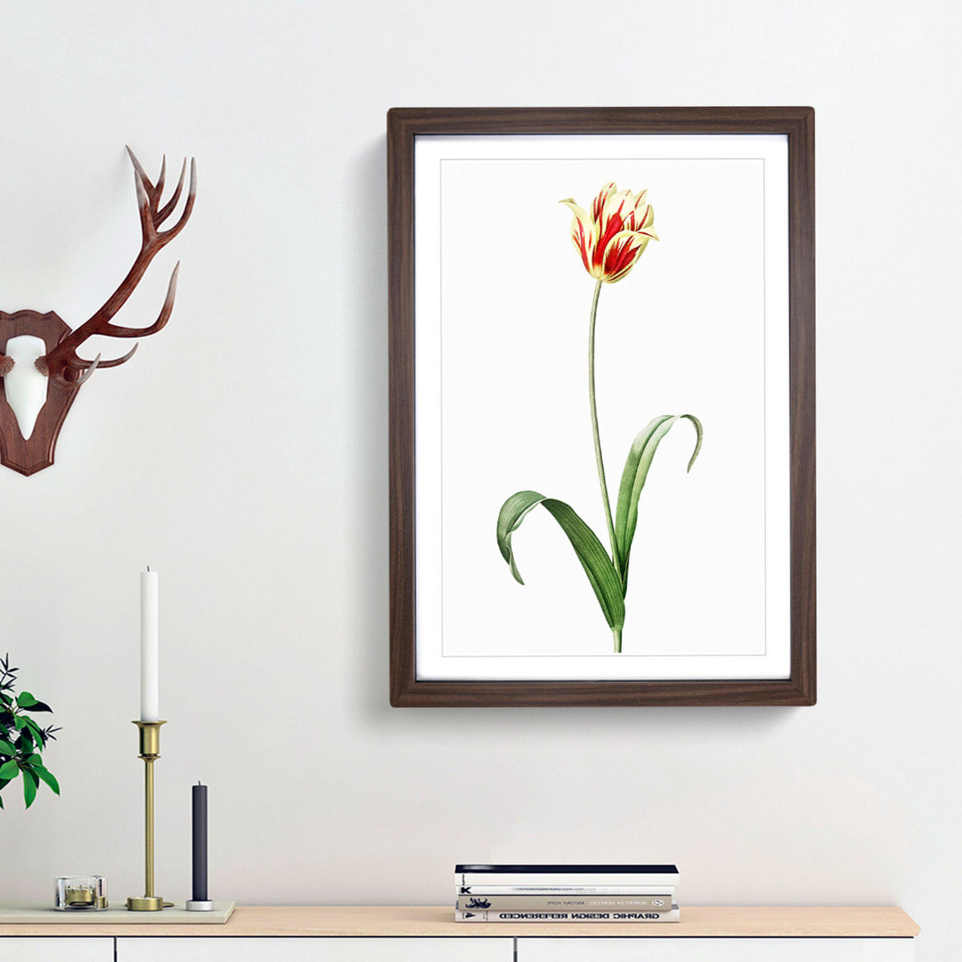 Didier's Tulip by Pierre-Joseph Redoute - Picture Frame Painting Print