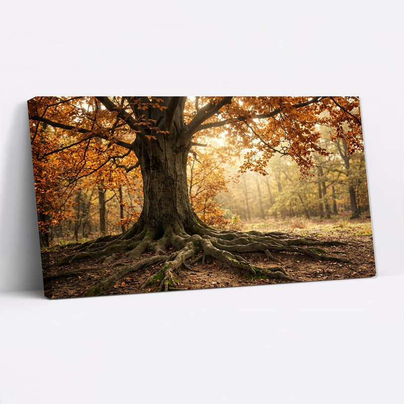 «Gnarled Tree with Exposed Roots In Golden Autumn Forest», art mural sur toile, 46“W x 24”H