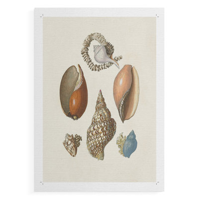 Knorr Shells & Coral I -Canvas Print Only - NOT FRAMED