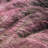 3 gal. Pink Muhly Grass