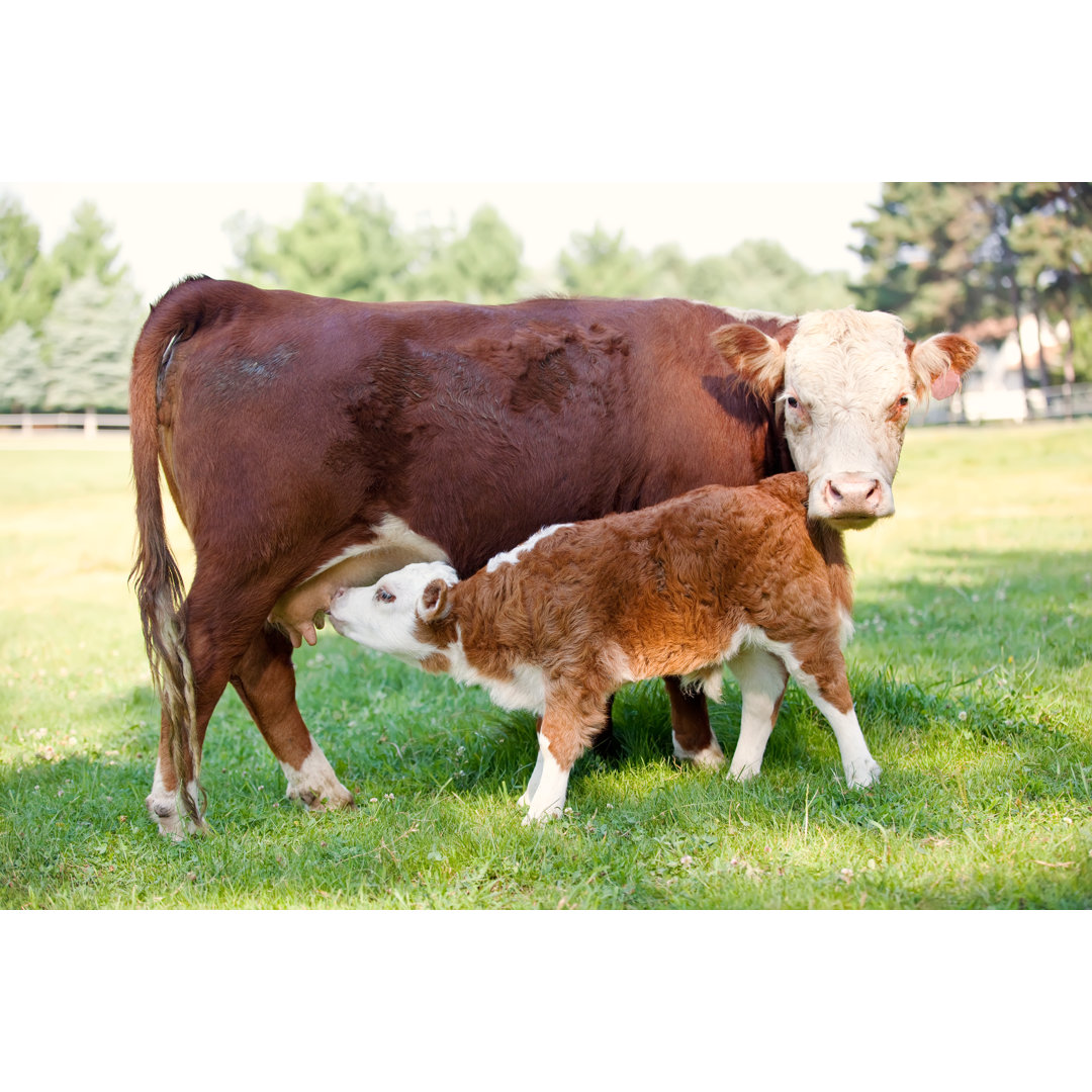 Hereford Kuh und Kalb von Emholk - Druck auf Leinwand ohne Rahmen