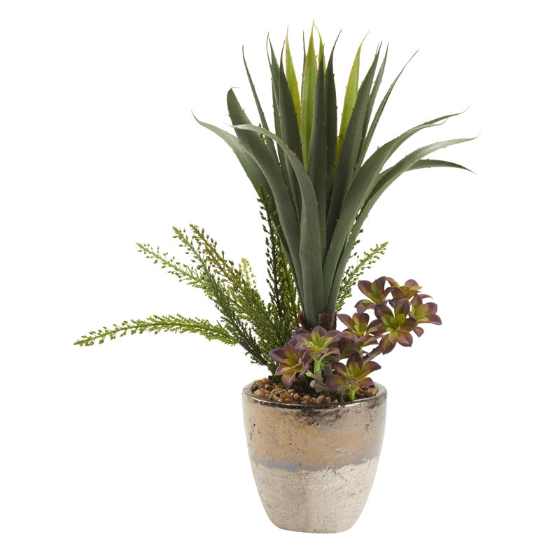 Agave et bruyère en pot bicolore en céramique