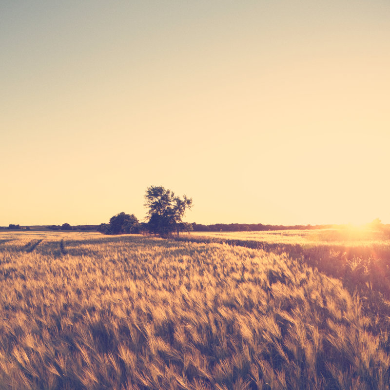 Coucher de soleil sur Grainfield par Rike, H 30 po x l 30 po