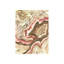 Shell Of Color I Print by L. Bodine-26671557-26671558