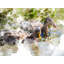 Ducks 3796 Print by Chamira Young-71200334-71200335