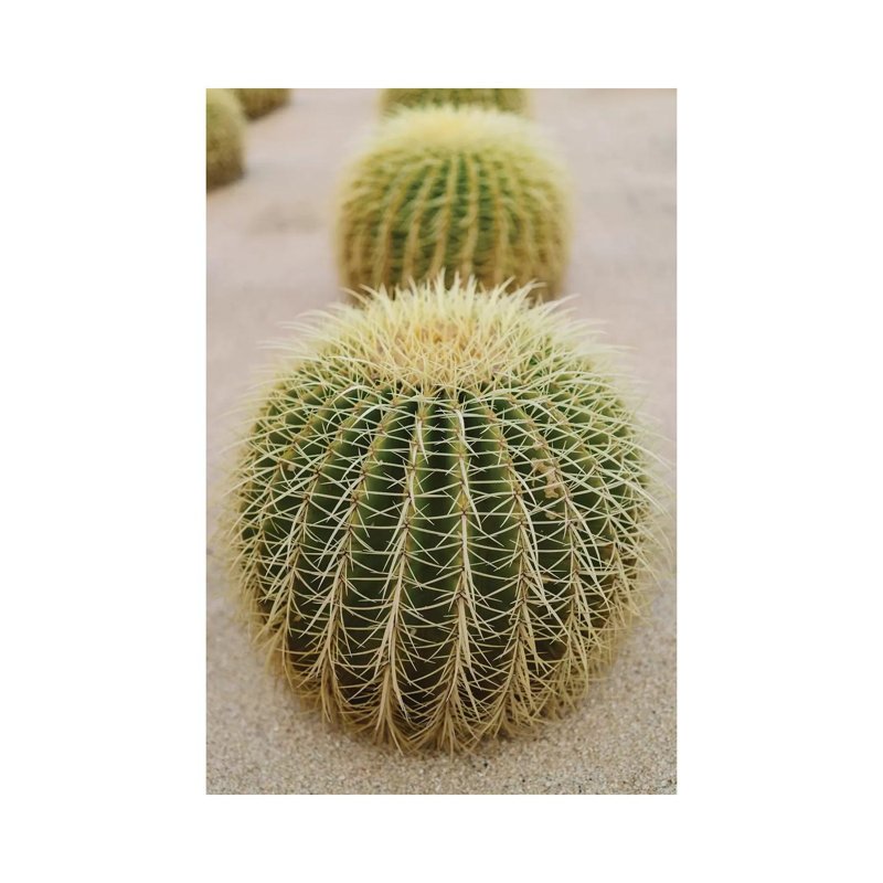 Cabo Cactus IV by Bethany Young - Print on Canvas, Wrapped Canvas, 152.4cm H x 101.6cm W x 3.81cm D