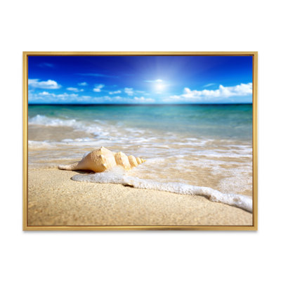 " Large Seashell in the Sand II " Color Photography Print