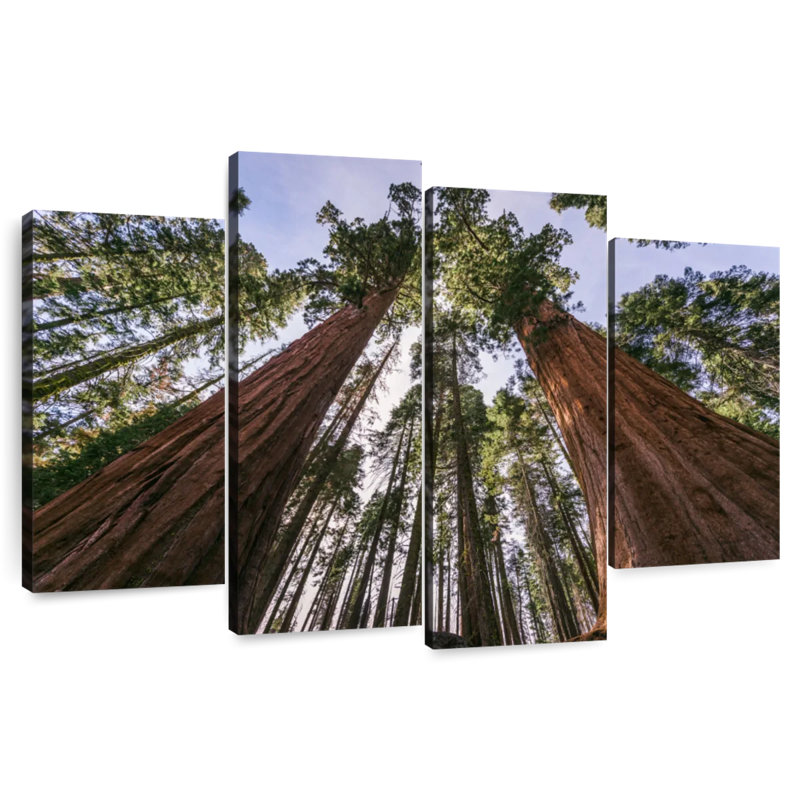 Aadvi Giant Sequoia Redwoods