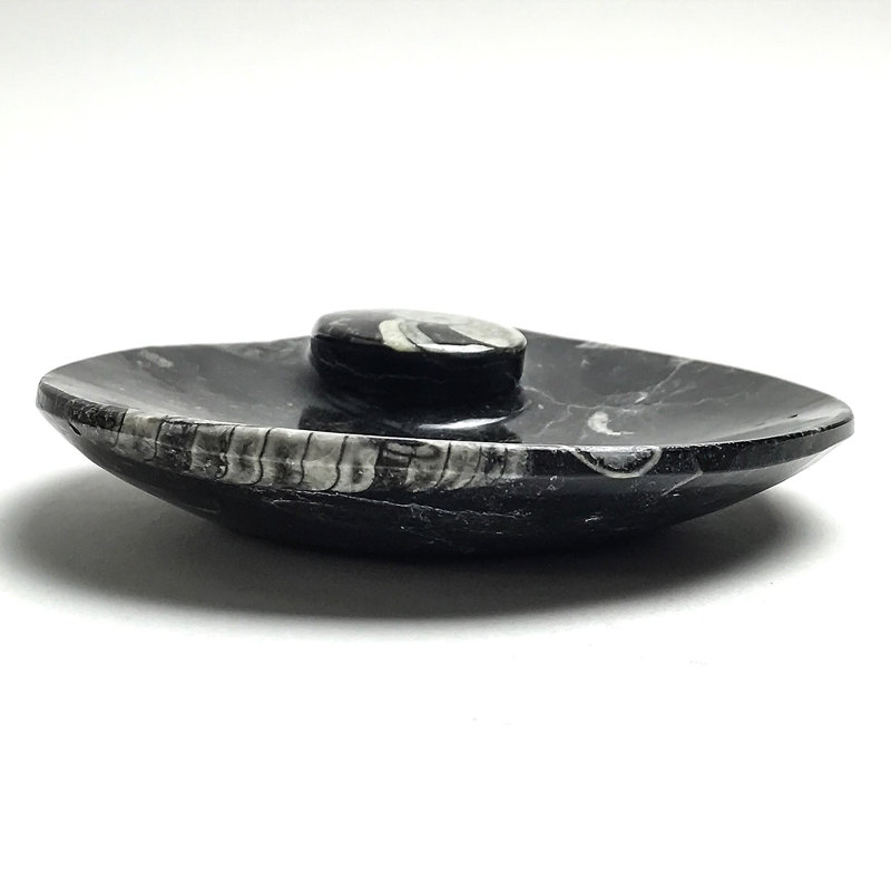 Polished Ammonite and Orthoceras Fossil Plate (Small)