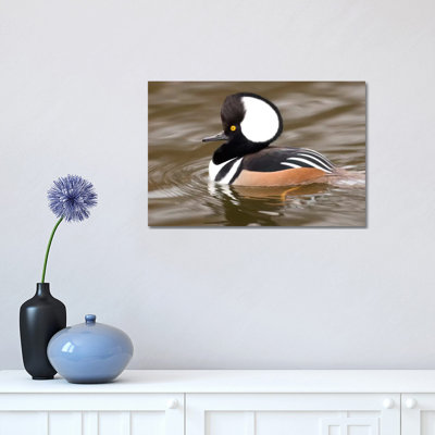 Hooded Merganser Male, Kellogg Bird Sanctuary, Michigan 1 Piece Wrapped Canvas Wall Art