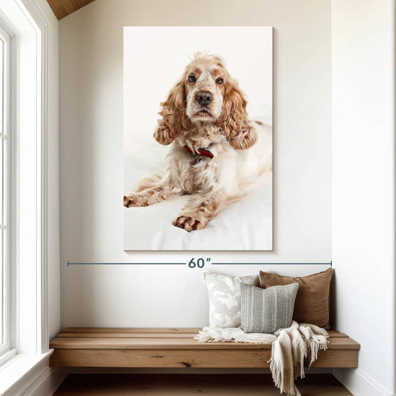 Resting Cocker Spaniel, 51" H x 34" W