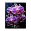Orchidées rayonnantes fleurs mauves - Horloges murales florales-99632479