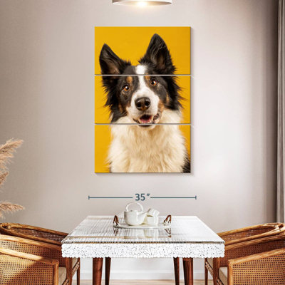 Border collie adorable Brampt