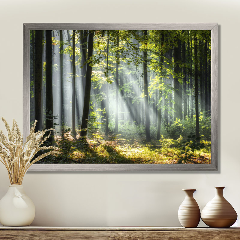 «Sunny Morning Magic Forest III - Forest», reproduction d'art sur toile, H 24 po x l 32 po, Impression encadrée