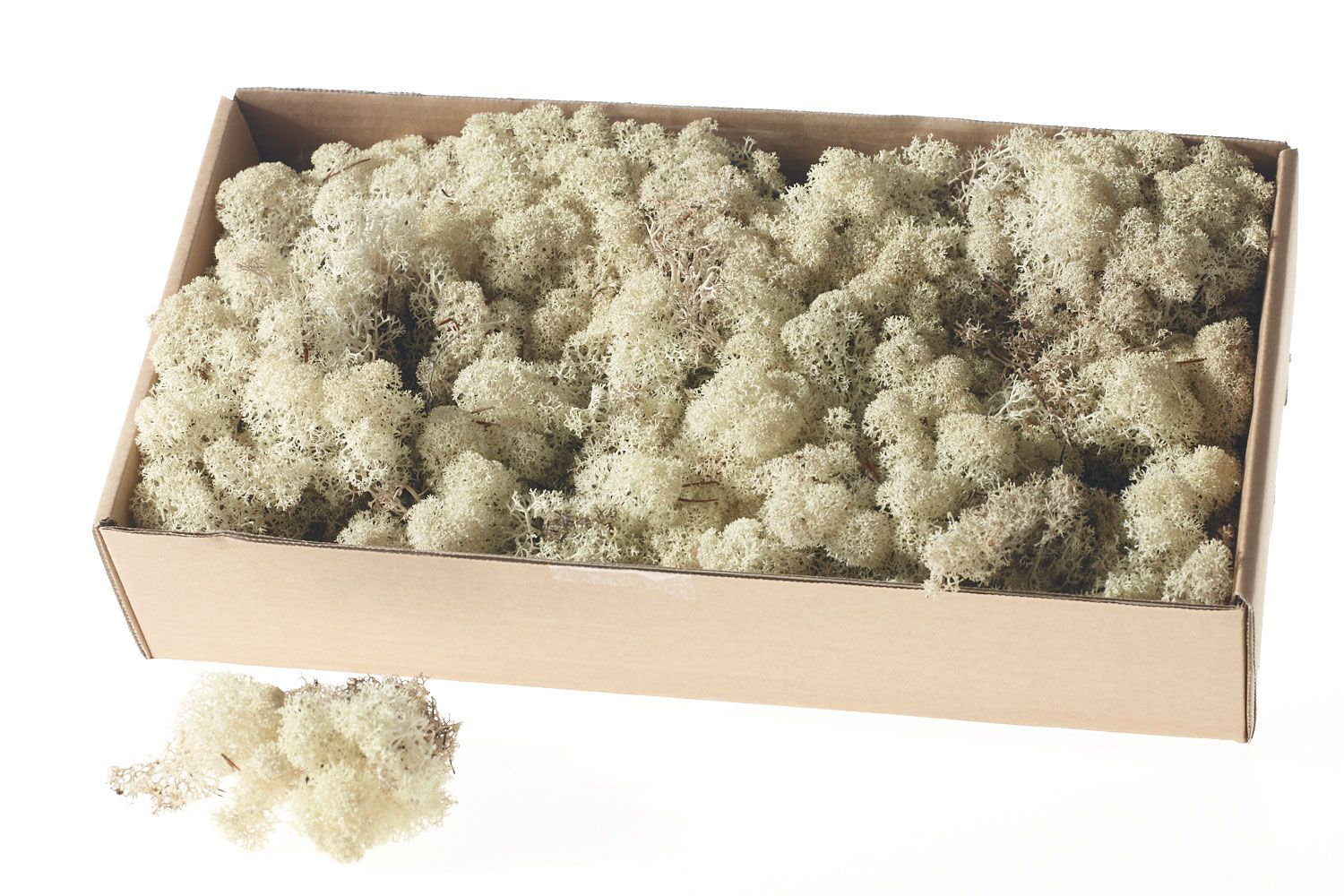4" Preserved Moss Plant, White