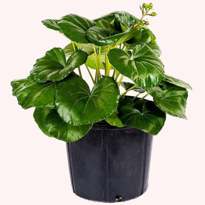 Pet Friendly American Plant Exchange Tractor Seat Plant, Farfugium Japonicum, Live Indoor Houseplant, 10-Inch Pot, Hardy & Tropical Perennial