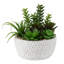16cm Plant