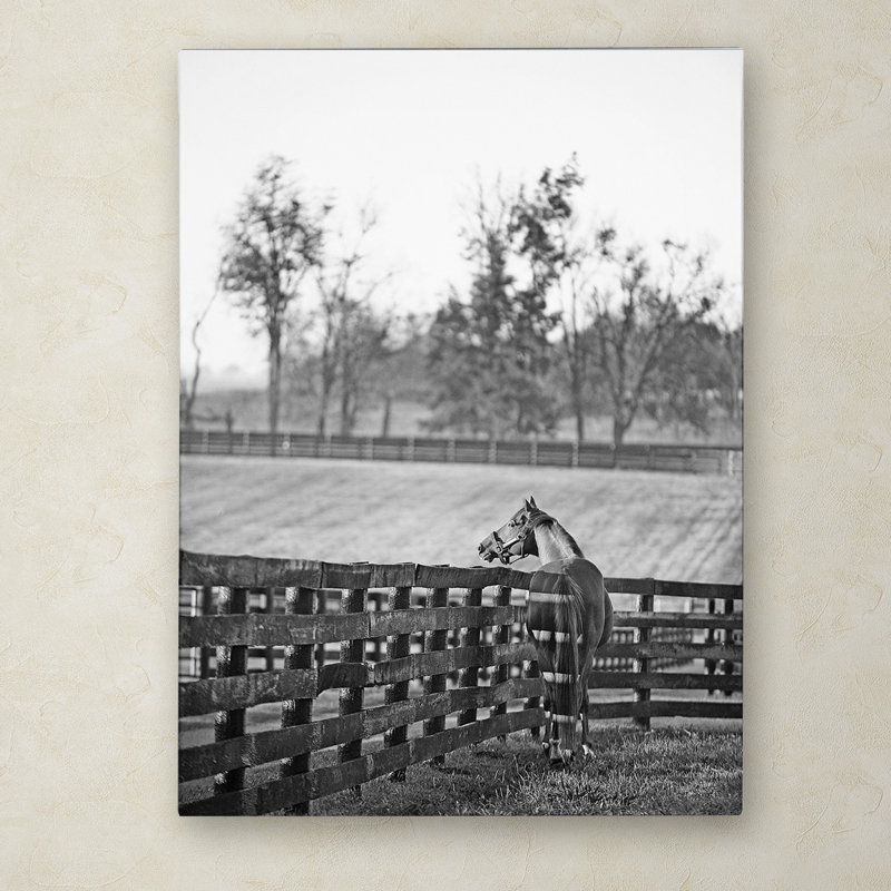 « kentucky cheval lever bw », reproduction de photo sur toile tendue, H 32 po x l 24 po x P 2 po