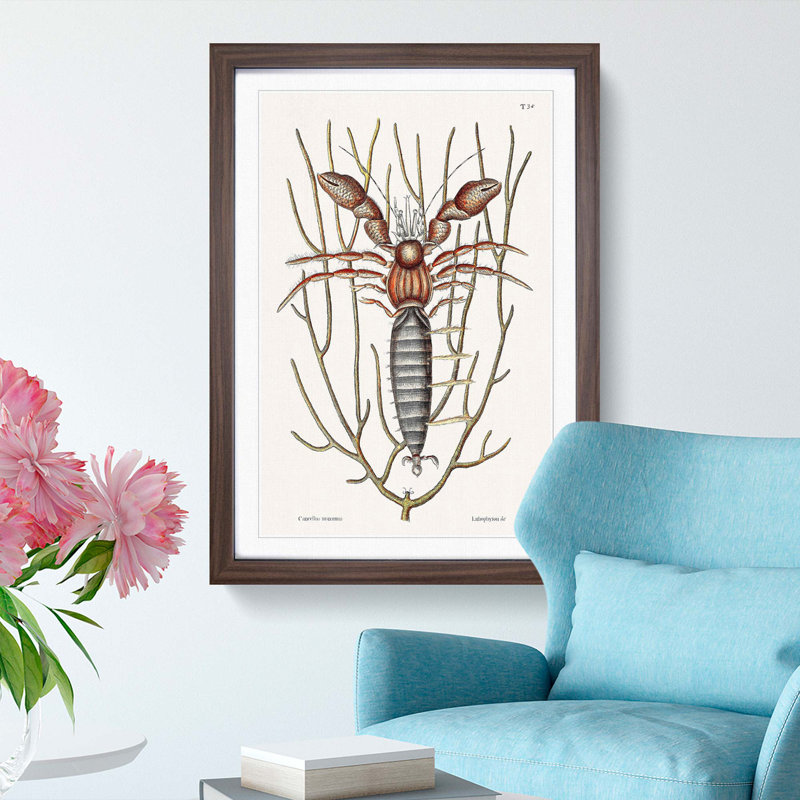 Sea Hermit Crab by Mark Catesby - Picture Frame Painting Print, 91cm H x 60cm W x 2cm D, Walnut