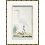 Bird Drawings, Circa 1777 Giclee Print by Robert J. Gordon