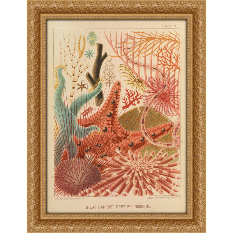 Great Barrier Reef Echinoderms (1893), 24" H x 19" W