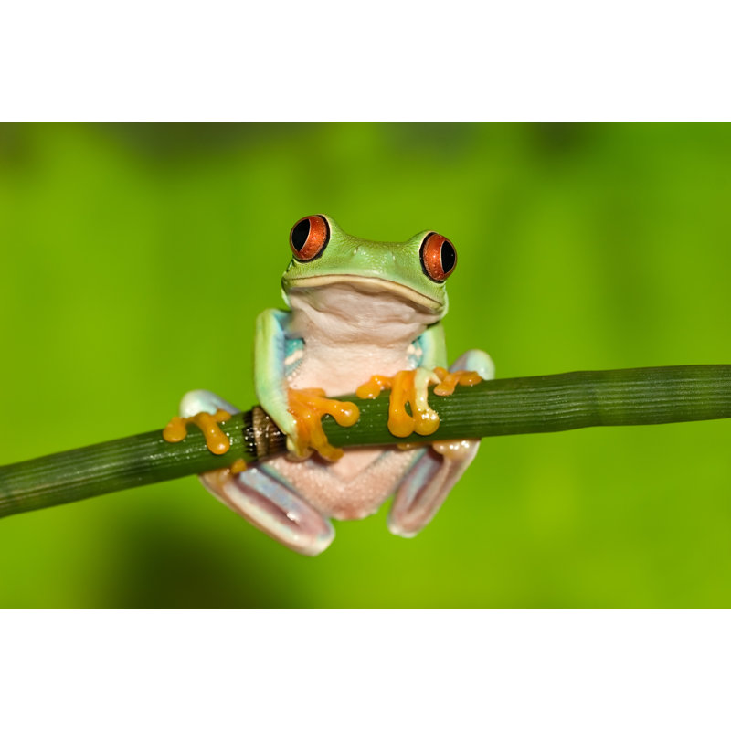 «Frog on Branch», photographie sur toile tendue, H 8 po x l 12 po
