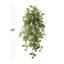 Ensemble de 12 plantes vivantes à suspendre Nephthytis