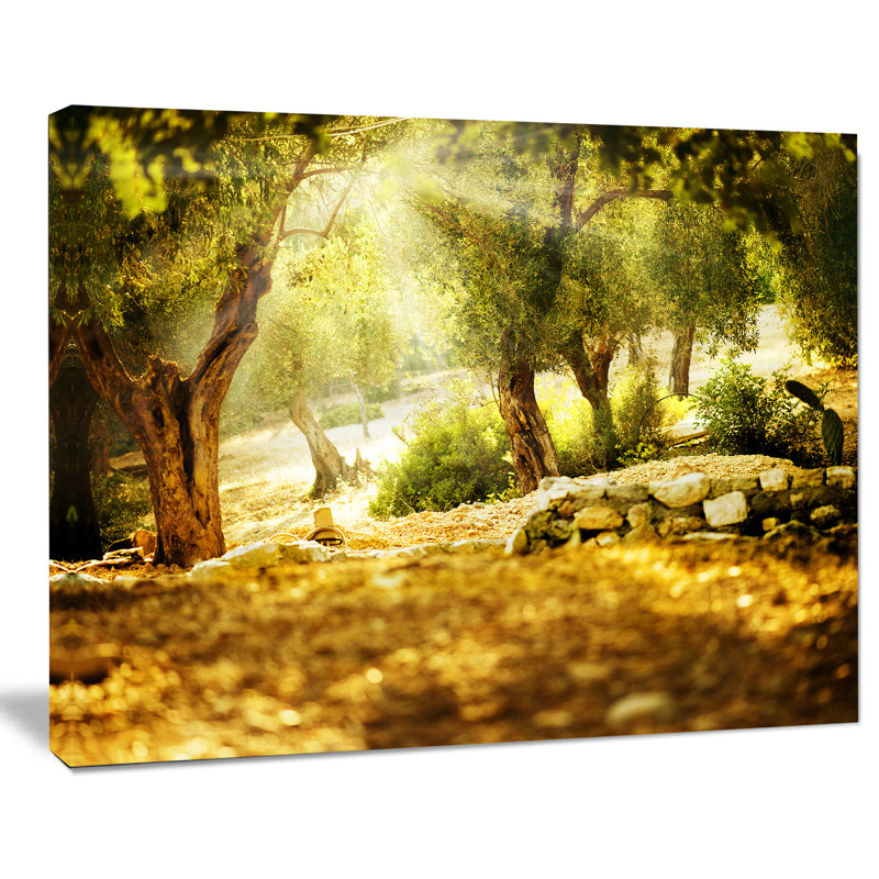 Olive Trees Yellow Landscape Canvas Art Print