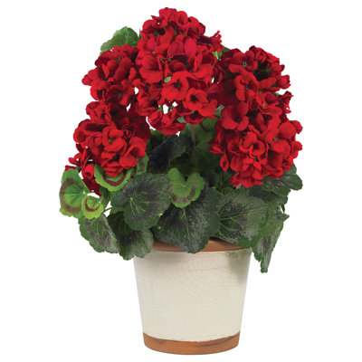 Geranium Arrangement in Vase