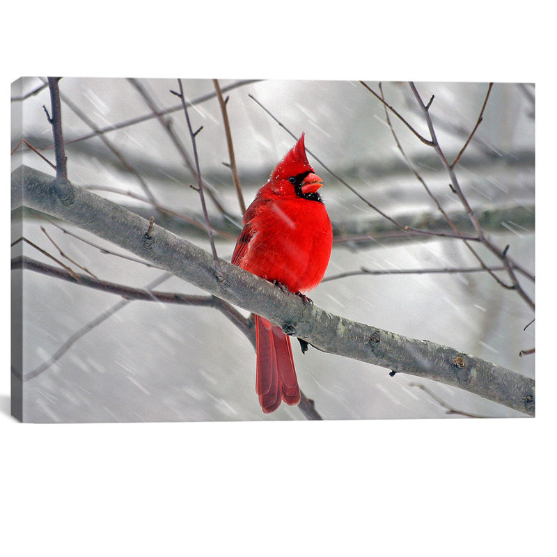 «Cardinal Bird», impression, Toile, H 26 po x l 40 po x P 1,5 po