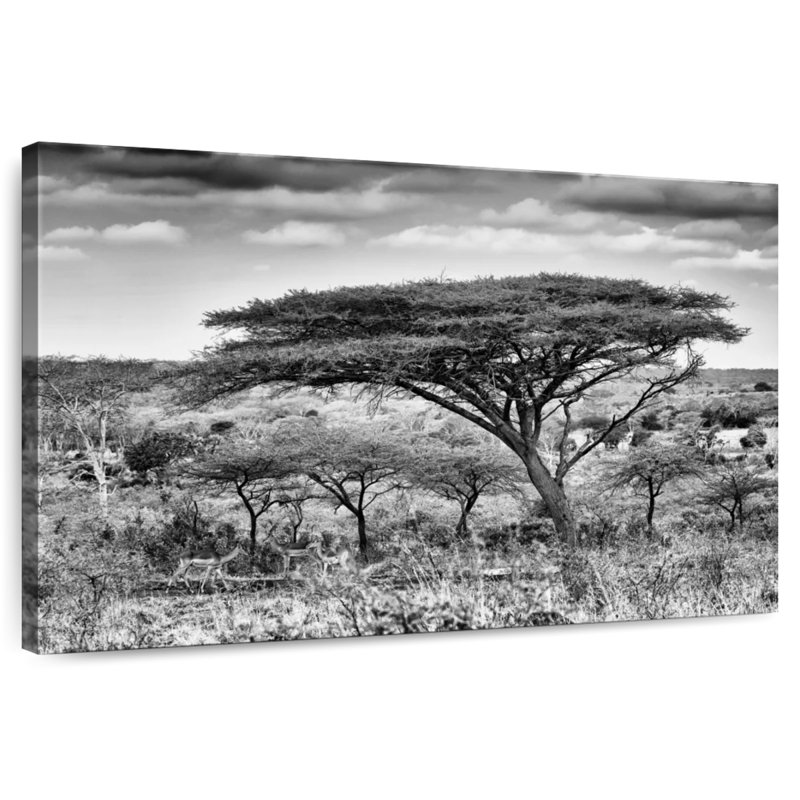 Acacia Trees