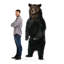 Ours brun en carton